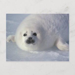 Harp seal Phoca Groenlandica) A week-old harp Briefkaart