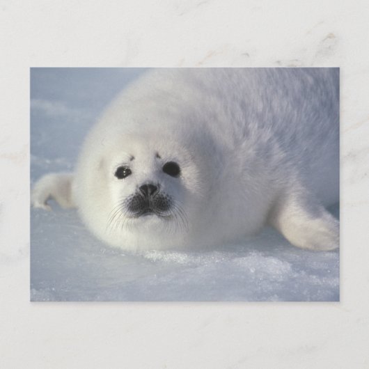 Harp seal Phoca Groenlandica) A week-old harp Briefkaart (Voorkant)