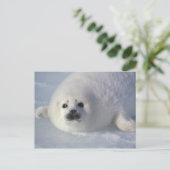 Harp seal Phoca Groenlandica) A week-old harp Briefkaart (Staand voorkant)