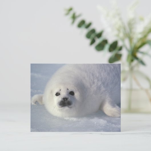 Harp seal Phoca Groenlandica) A week-old harp Briefkaart (Staand voorkant)