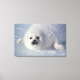 Harp seal Phoca Groenlandica) A week-old harp Canvas Afdruk