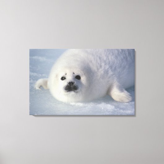 Harp seal Phoca Groenlandica) A week-old harp Canvas Afdruk (Voorkant)