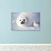 Harp seal Phoca Groenlandica) A week-old harp Canvas Afdruk (Insitu (Houten vloer))