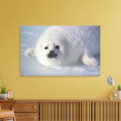 Harp seal Phoca Groenlandica) A week-old harp Canvas Afdruk (Insitu (Woonkamer))