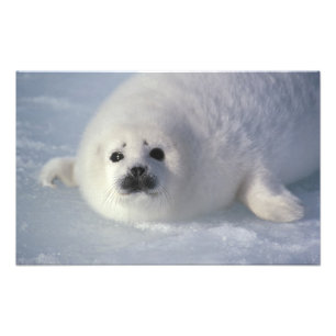 Harp seal Phoca Groenlandica) A week-old harp Foto Afdruk