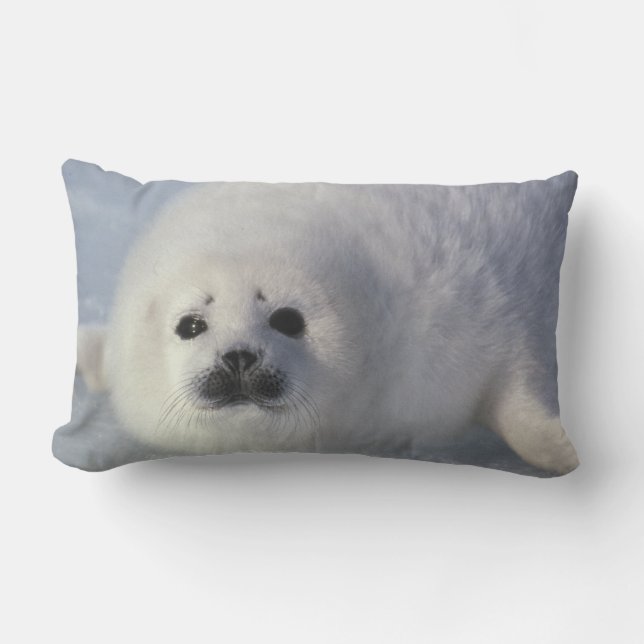 Harp seal Phoca Groenlandica) A week-old harp Kussen (Voorkant)