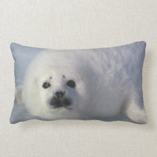 Harp seal Phoca Groenlandica) A week-old harp Kussen