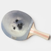 Harp seal Phoca Groenlandica) A week-old harp Tafeltennisbatje (Zijkant)