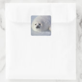 Harp seal Phoca Groenlandica) A week-old harp Vierkante Sticker (Tas)