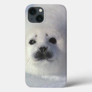Harp seal Phoca groenlandica) iPhone 13 Hoesje