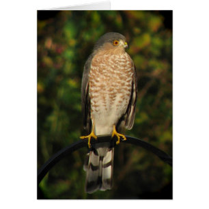 Harp-shinned Hawk Blank Card