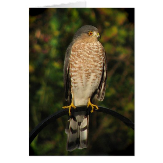 Harp-shinned Hawk Blank Card (Voorkant)