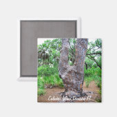Harp Tree Caladesi Island Magnet (Voorkant / Achterkant)