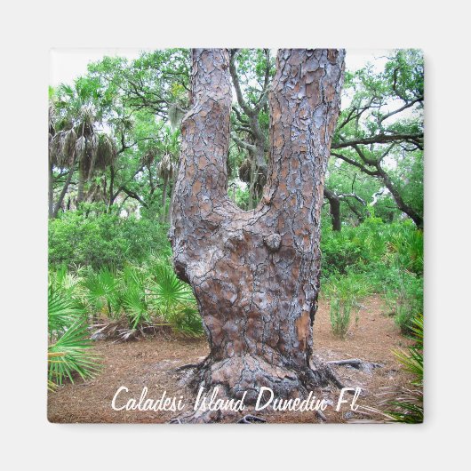 Harp Tree Caladesi Island Magnet (Voorkant)