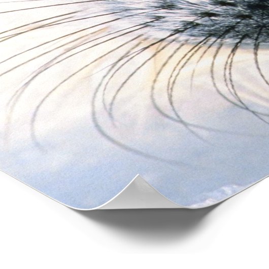 Harp zeehond 2 poster (Hoek)