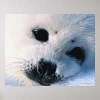 Harp zeehond 2