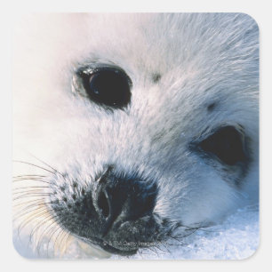Harp zeehond 2 vierkante sticker