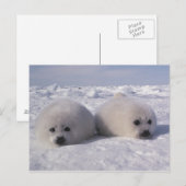 Harp-zeehond (Phoca groenlandica) Briefkaart (Voorkant / Achterkant)
