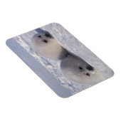 Harp-zeehond (Phoca groenlandica) Magneet (Rechterzijde)