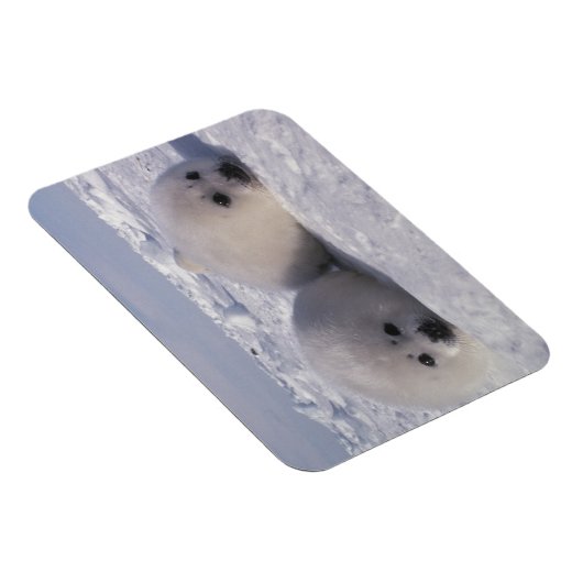 Harp-zeehond (Phoca groenlandica) Magneet (Rechterzijde)