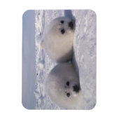 Harp-zeehond (Phoca groenlandica) Magneet (Verticaal)
