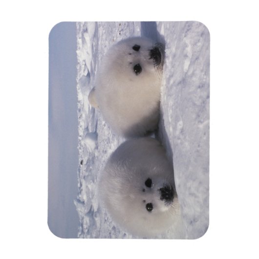 Harp-zeehond (Phoca groenlandica) Magneet (Verticaal)
