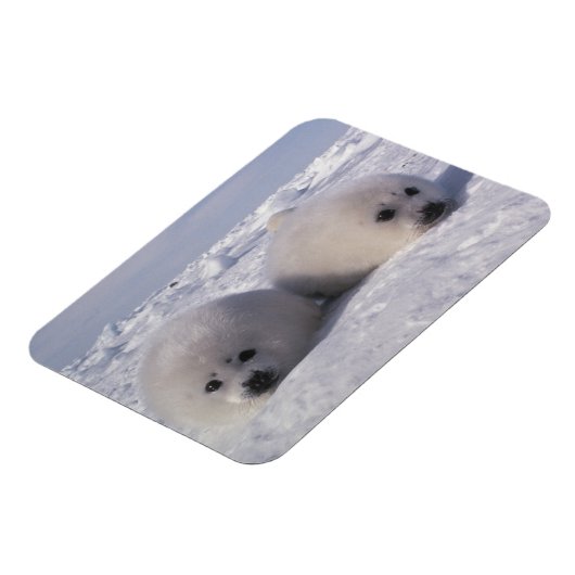 Harp-zeehond (Phoca groenlandica) Magneet (Linkerzijde)