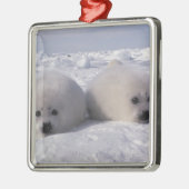 Harp-zeehond (Phoca groenlandica) Metalen Ornament (Links)