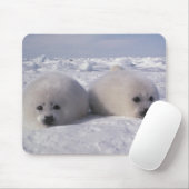 Harp-zeehond (Phoca groenlandica) Muismat (Met muis)