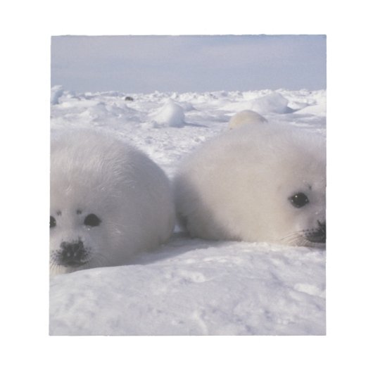 Harp-zeehond (Phoca groenlandica) Notitieblok (Voorkant)