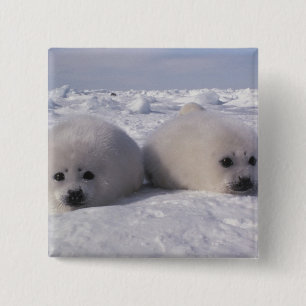 Harp-zeehond (Phoca groenlandica) Vierkante Button 5,1 Cm