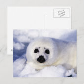 Harp-zeehondenpup in de Golf van St. Lawrence Briefkaart (Voorkant / Achterkant)