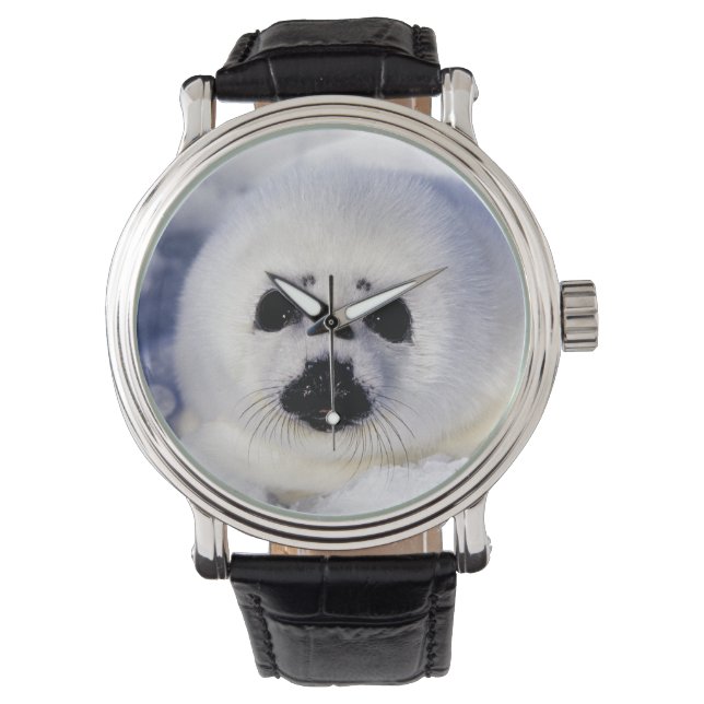Harp-zeehondenpup in de Golf van St. Lawrence Horloge (Voorkant)