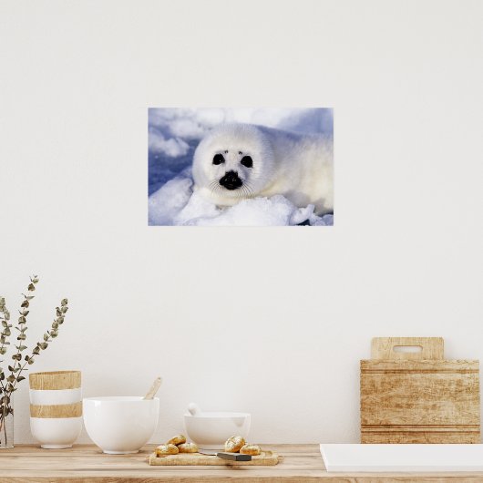 Harp-zeehondenpup in de Golf van St. Lawrence Poster (Keuken)