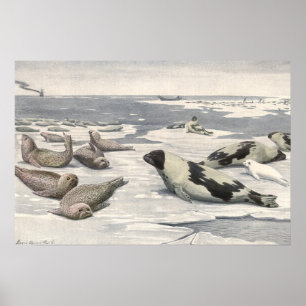 Harp-zegels in Arctische sneeuw door Louis Fuerte Poster