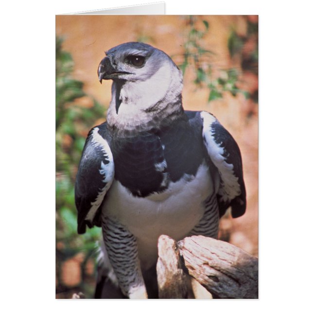 Harpey Eagle (Voorkant)