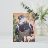 Harpey Eagle Briefkaart (Staand voorkant)