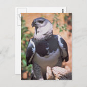 Harpey Eagle Briefkaart (Voorkant / Achterkant)