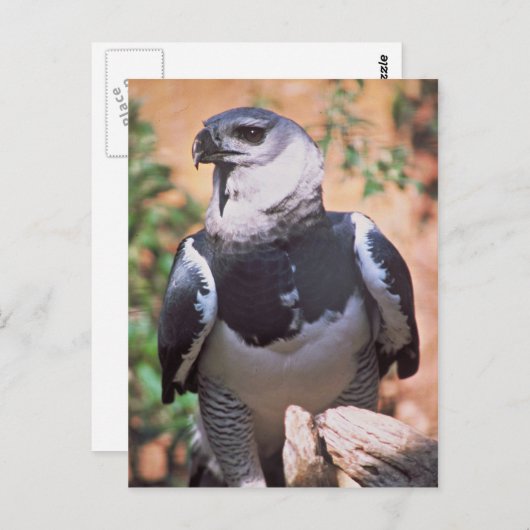 Harpey Eagle Briefkaart (Voorkant / Achterkant)