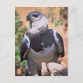 Harpey Eagle Briefkaart (Voorkant)