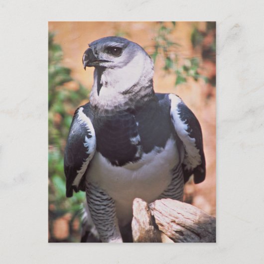 Harpey Eagle Briefkaart (Voorkant)