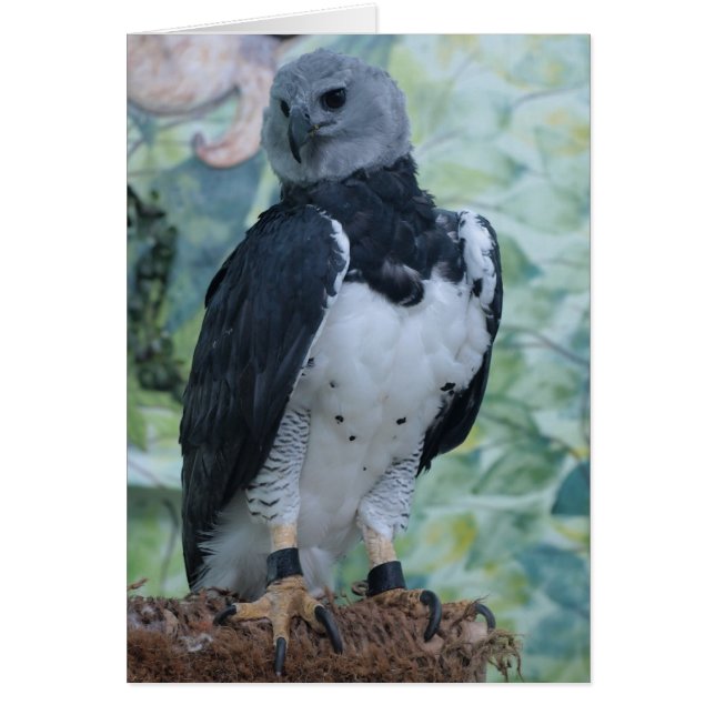 Harpy Eagle (Voorkant)