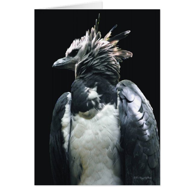Harpy Eagle (Voorkant)