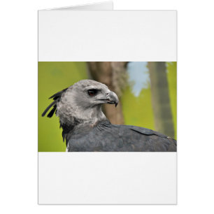 Harpy Eagle 1.JPG