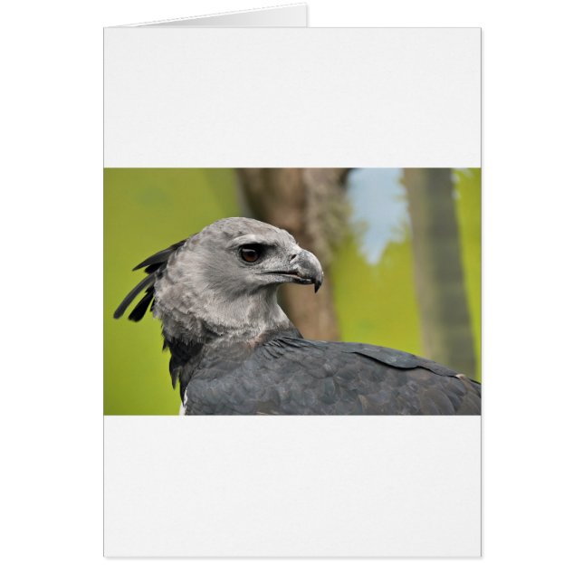 Harpy Eagle 1.JPG (Voorkant)