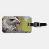 Harpy Eagle 1.JPG Bagagelabel (Voorkant horizontaal)