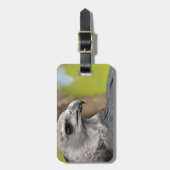 Harpy Eagle 1.JPG Bagagelabel (Voorkant verticaal)