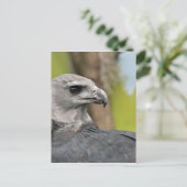 Harpy Eagle 1.JPG Briefkaart (Staand voorkant)