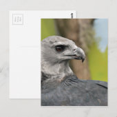Harpy Eagle 1.JPG Briefkaart (Voorkant / Achterkant)