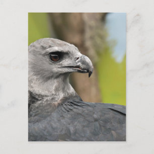 Harpy Eagle 1.JPG Briefkaart